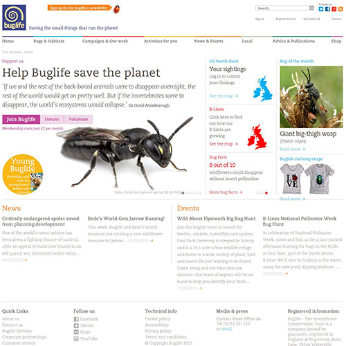 Screenshot of Buglife